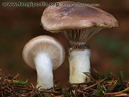 Attēlu rezultāti vaicājumam “Gomphidius glutinosus”