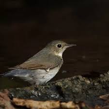 Image result for Luscinia cyane