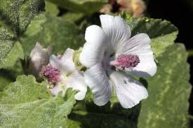 Image result for Althaea officinalis