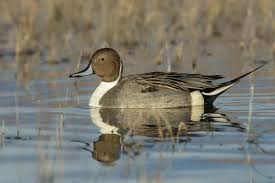 Attēlu rezultāti vaicājumam “Anas acuta”