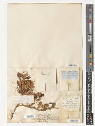 Attēlu rezultāti vaicājumam “Cuscuta epithymum subsp. trifolii”