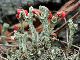 Attēlu rezultāti vaicājumam “Cladonia coccifera”