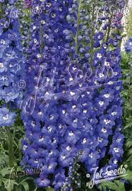 Attēlu rezultāti vaicājumam “Delphinium elatum”