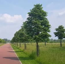 Attēlu rezultāti vaicājumam “Tilia tomentosa”