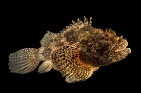 Image result for Scorpaena scrofa