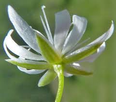 Attēlu rezultāti vaicājumam “Stellaria longifolia flower”