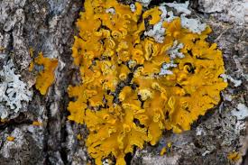 Attēlu rezultāti vaicājumam “Xanthoria fulva”