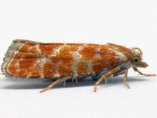 Attēlu rezultāti vaicājumam “Rhyacionia pinicolana”