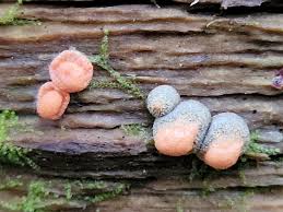 Attēlu rezultāti vaicājumam “Lycogala roseosporum spores”