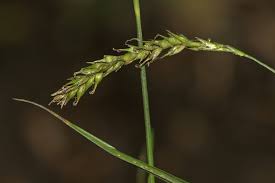Attēlu rezultāti vaicājumam “Carex sylvatica flower”