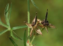 Attēlu rezultāti vaicājumam “Geranium dissectum fruit”
