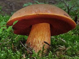 Attēlu rezultāti vaicājumam “Sutorius luridiformis”