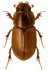 Attēlu rezultāti vaicājumam “Aphodius sp.”