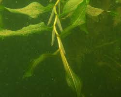 Attēlu rezultāti vaicājumam “Potamogeton praelongus”