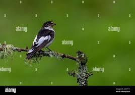 Attēlu rezultāti vaicājumam “Ficedula hypoleuca male”