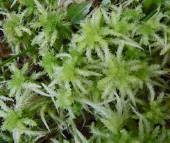 Attēlu rezultāti vaicājumam “Sphagnum tenellum”