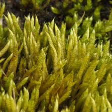 Attēlu rezultāti vaicājumam “Brachythecium albicans”