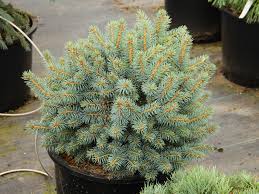 Attēlu rezultāti vaicājumam “Picea pungens”