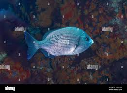 Image result for Spondyliosoma cantharus