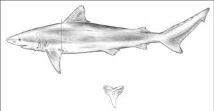 Image result for Carcharhinus isodon