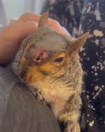 Картинки по запросу белку зажевало в диск