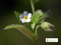 Attēlu rezultāti vaicājumam “Myosotis sparsiflora leaf”