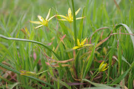 Attēlu rezultāti vaicājumam “Gagea pratensis”