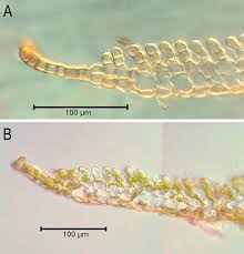Attēlu rezultāti vaicājumam “Pogonatum urnigerum macro”