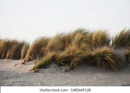 Attēlu rezultāti vaicājumam “Ammophila arenaria”