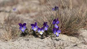 Attēlu rezultāti vaicājumam “Viola tricolor subsp. curtisii bud”
