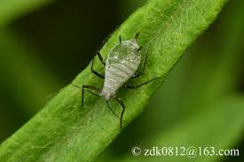 Attēlu rezultāti vaicājumam “Macrosiphoniella absinthii”