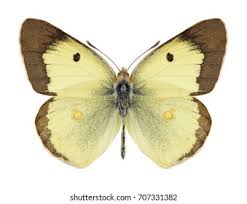 Attēlu rezultāti vaicājumam “Colias palaeno male”