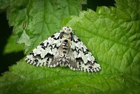 Attēlu rezultāti vaicājumam “Moma alpium”