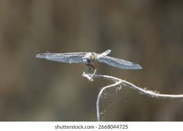 Attēlu rezultāti vaicājumam “Libellula fulva”