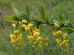 Attēlu rezultāti vaicājumam “Berberis vulgaris”