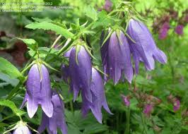 Image result for Campanula strigosa