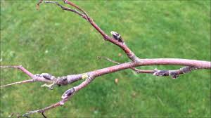 Attēlu rezultāti vaicājumam “Sorbus aucuparia bud”