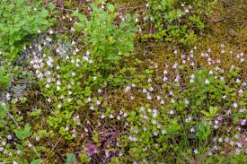 Attēlu rezultāti vaicājumam “Linnaea borealis leaf”