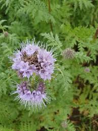 Attēlu rezultāti vaicājumam “Phacelia tanacetifolia flower”
