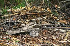 Attēlu rezultāti vaicājumam “Caprimulgus europaeus nest”
