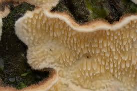 Attēlu rezultāti vaicājumam “Steccherinum bourdotii”