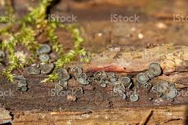 Attēlu rezultāti vaicājumam “Humaria hemisphaerica”