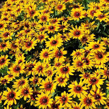 Image result for Rudbeckia Paradisio