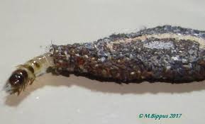 Attēlu rezultāti vaicājumam “Tineidae”