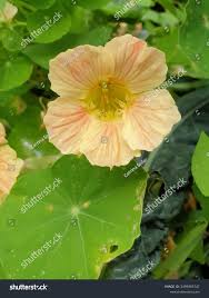 Image result for Tropaeolum minus