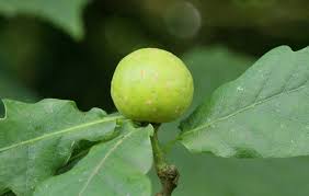 Attēlu rezultāti vaicājumam “Cynips quercusfolii”