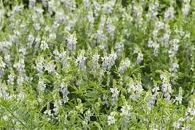 Attēlu rezultāti vaicājumam “Galega orientalis fruit”