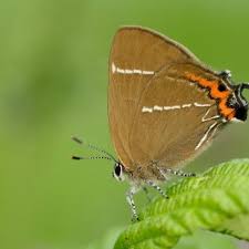Attēlu rezultāti vaicājumam “Satyrium w-album underside”