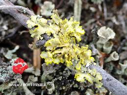 Attēlu rezultāti vaicājumam “Vulpicida pinastri”