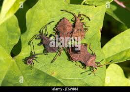 Attēlu rezultāti vaicājumam “Coreus marginatus nymph”
